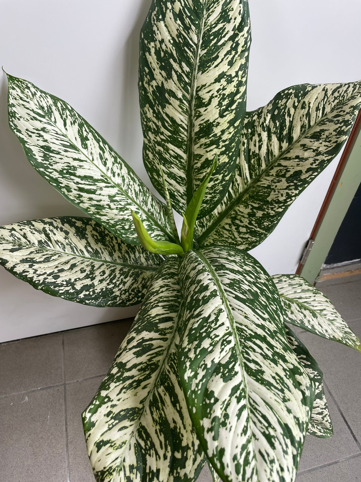 Dieffenbachia “white edna”