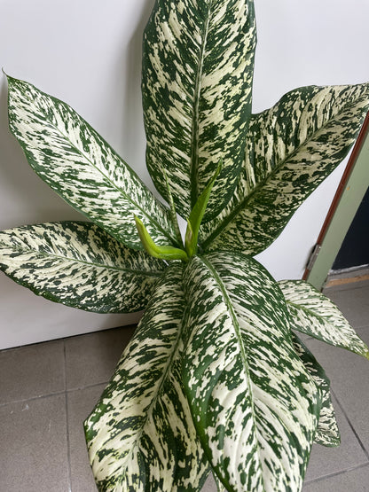 Dieffenbachia “white edna”
