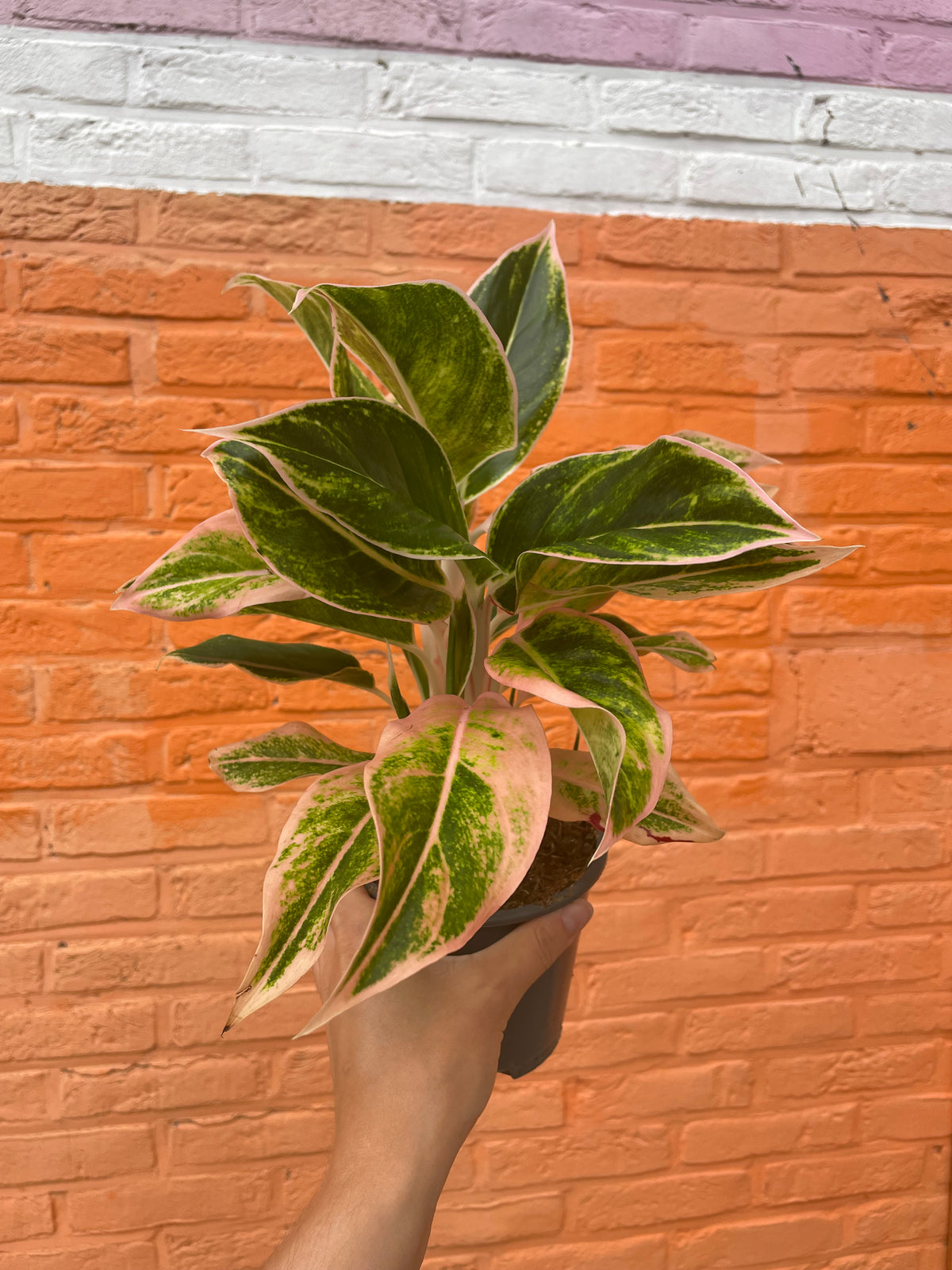 Aglaonema “pink lipstick”