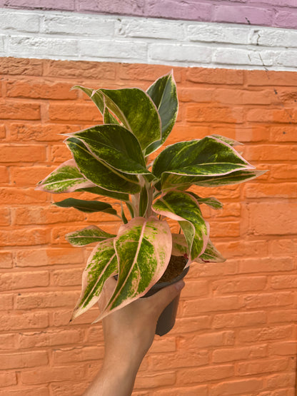 Aglaonema “pink lipstick”