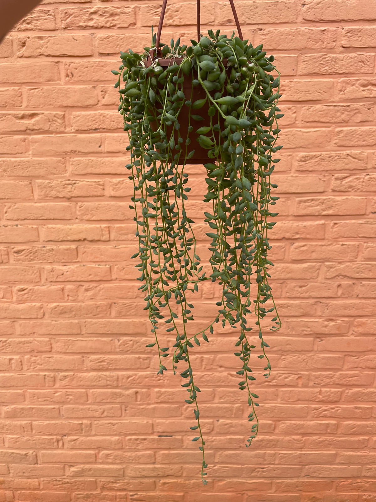Senecio “herreianus” (string of tears)