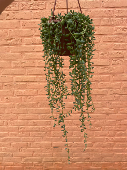 Senecio “herreianus” (string of tears)
