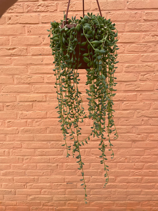 Senecio “herreianus” (string of tears)