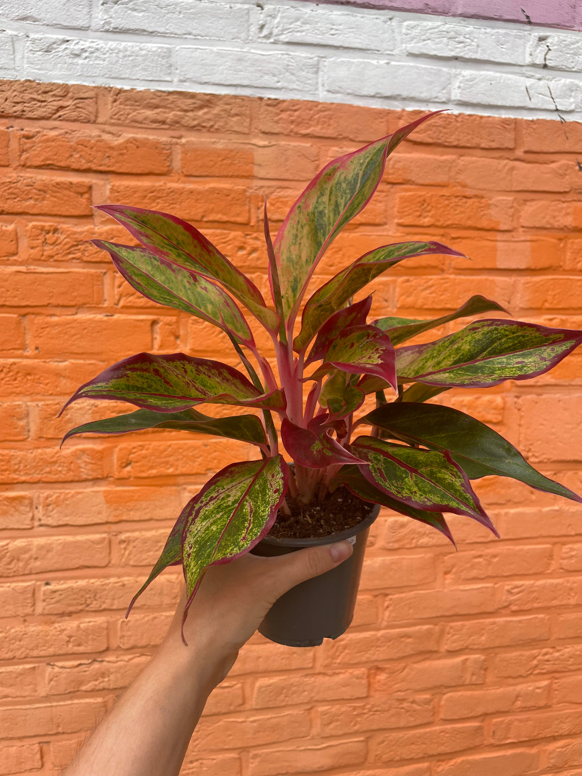 Aglaonema “crete”
