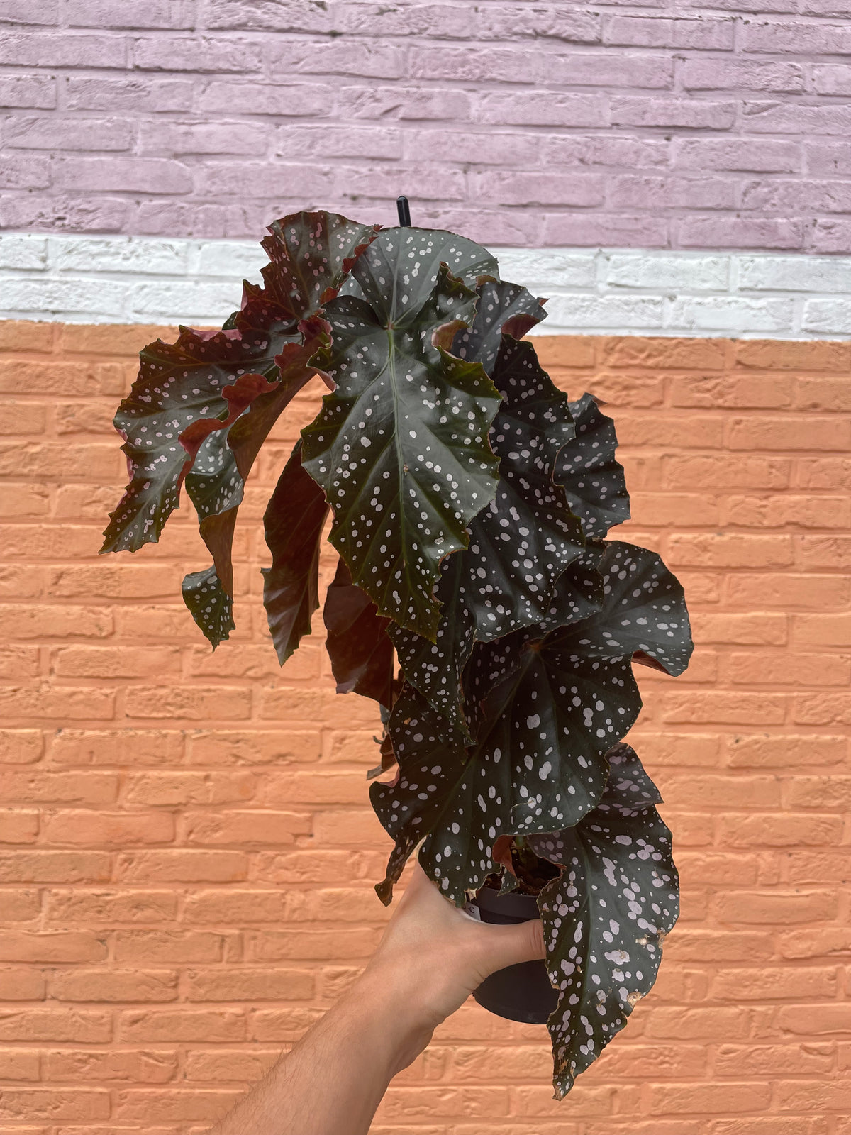 Begonia "cracklin rosie"