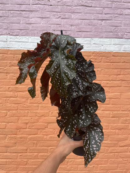 Begonia "cracklin rosie"