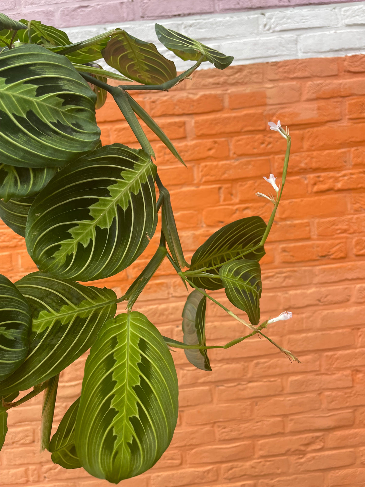Maranta “lemon lime”