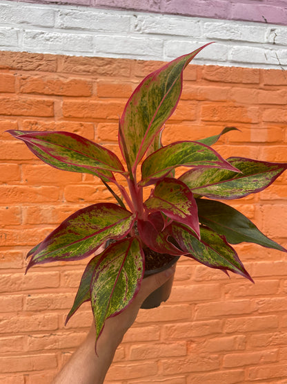 Aglaonema “crete”
