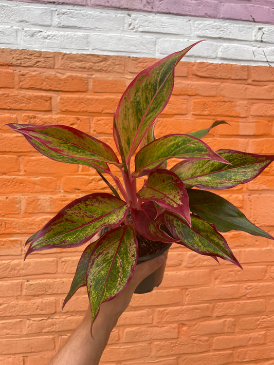 Aglaonema “crete”