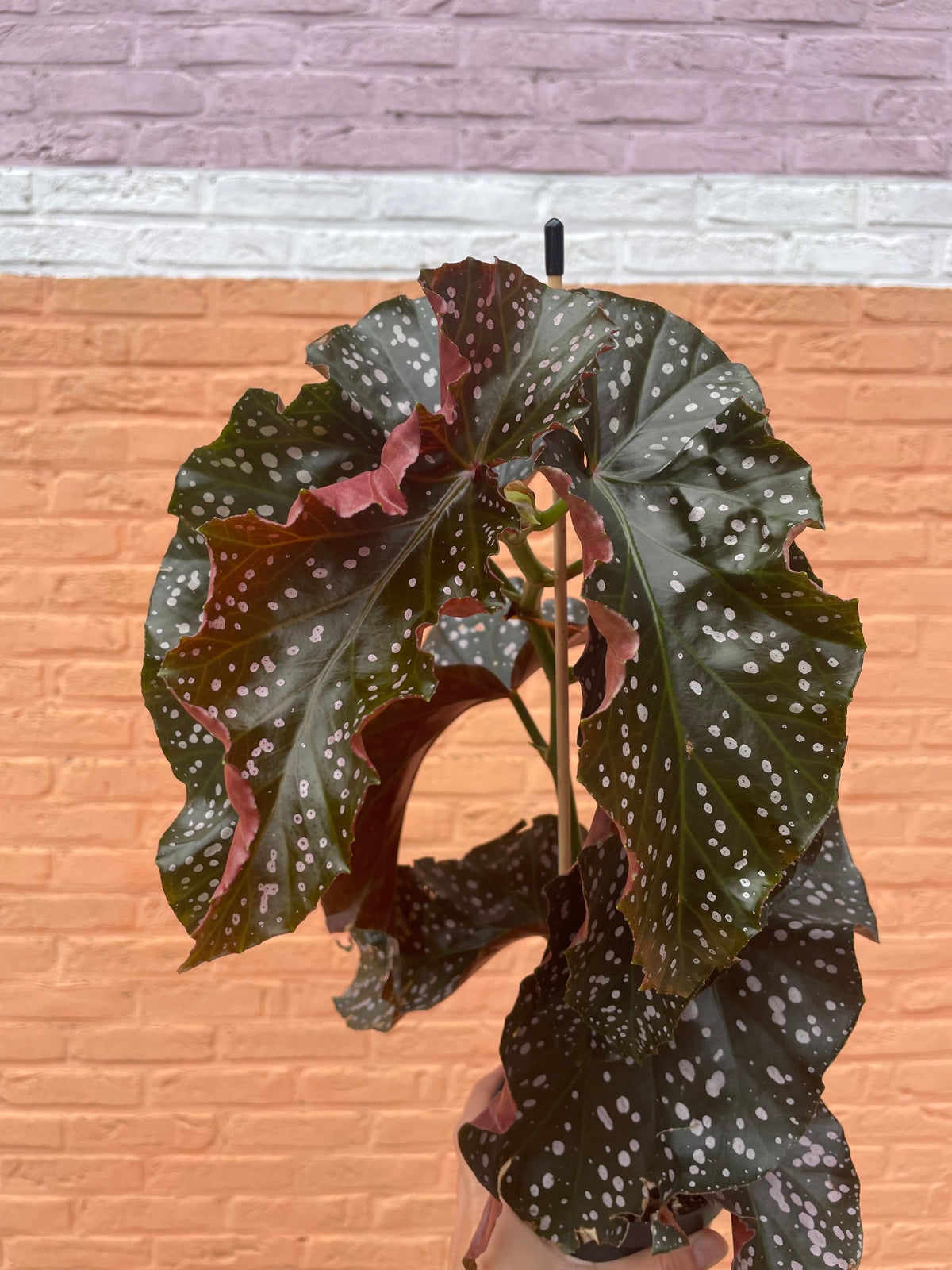 Begonia "cracklin rosie"