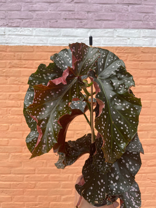 Begonia "cracklin rosie"