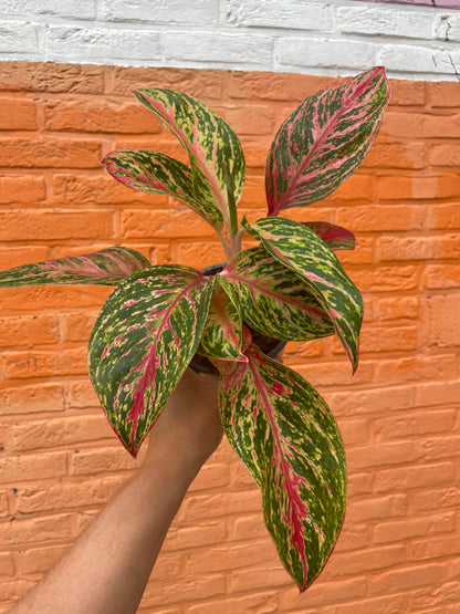 Aglaonema “paradise red”