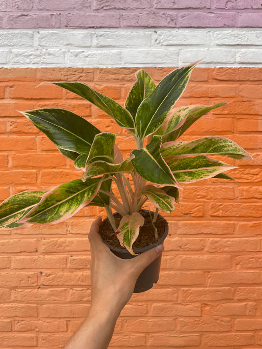 Aglaonema “pink lipstick”