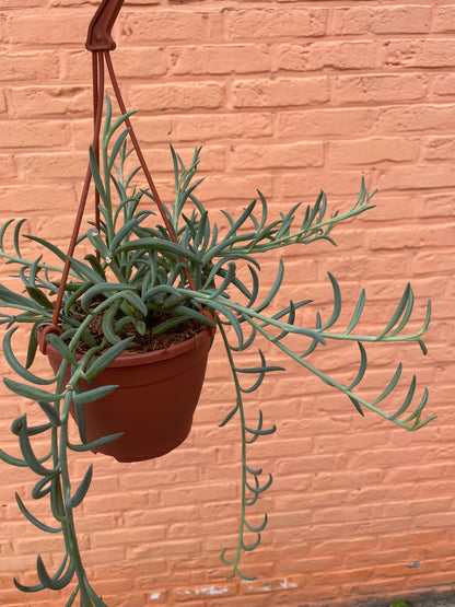Senecio “radicans”