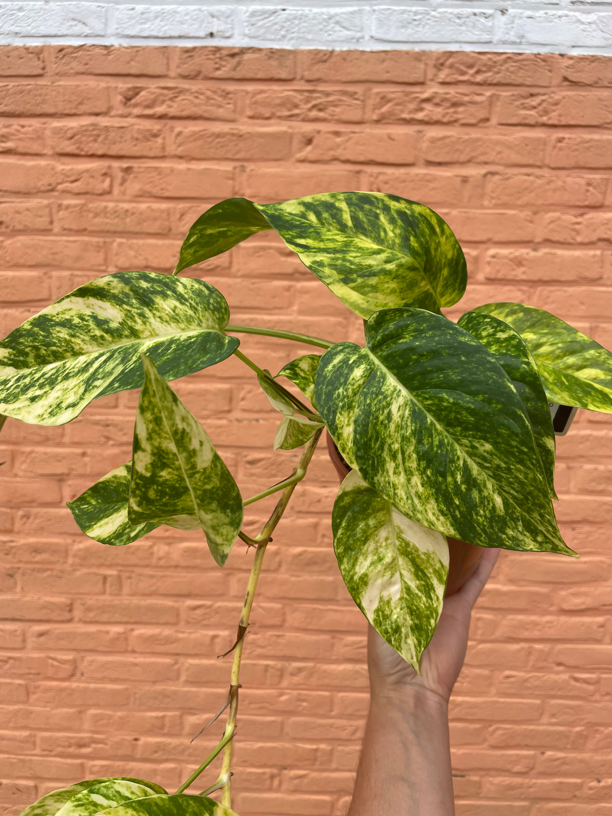 Epipremnum “cintho goldfinger”