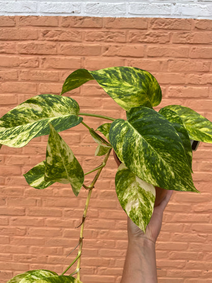 Epipremnum “cintho goldfinger”