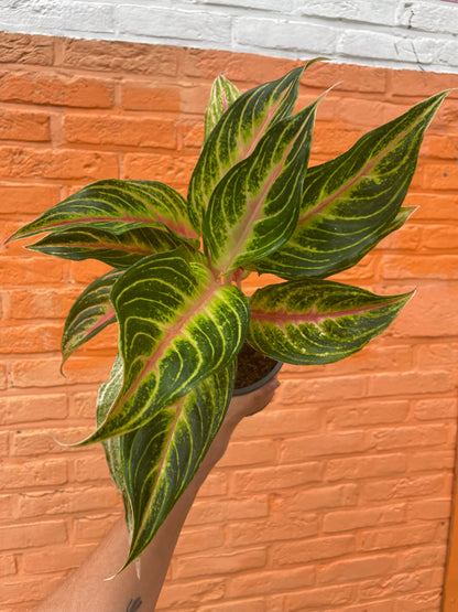Aglaonema “red panama”