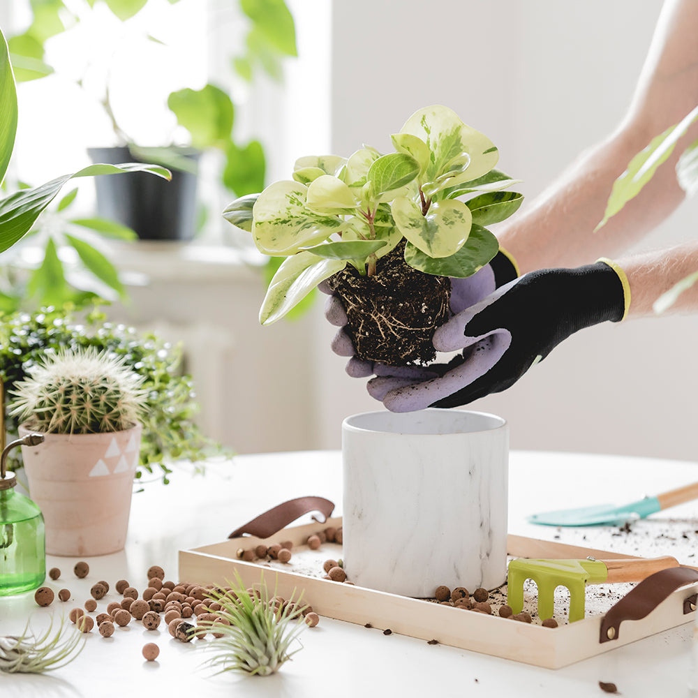 Workshop: planten verpotten