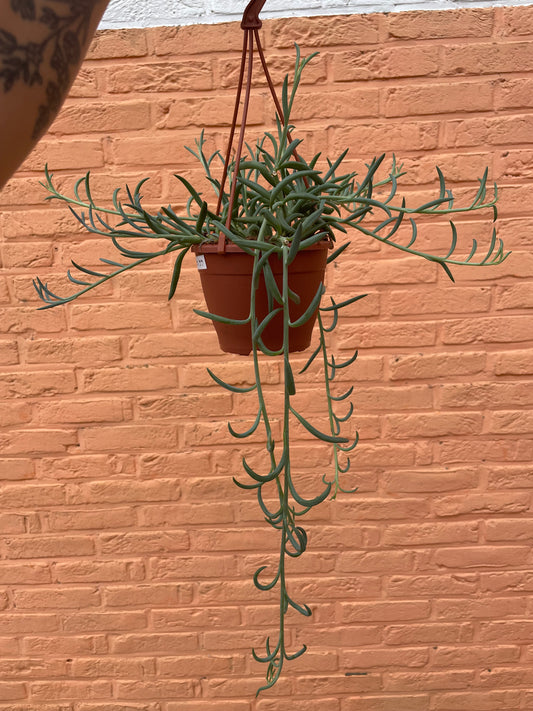 Senecio “radicans”