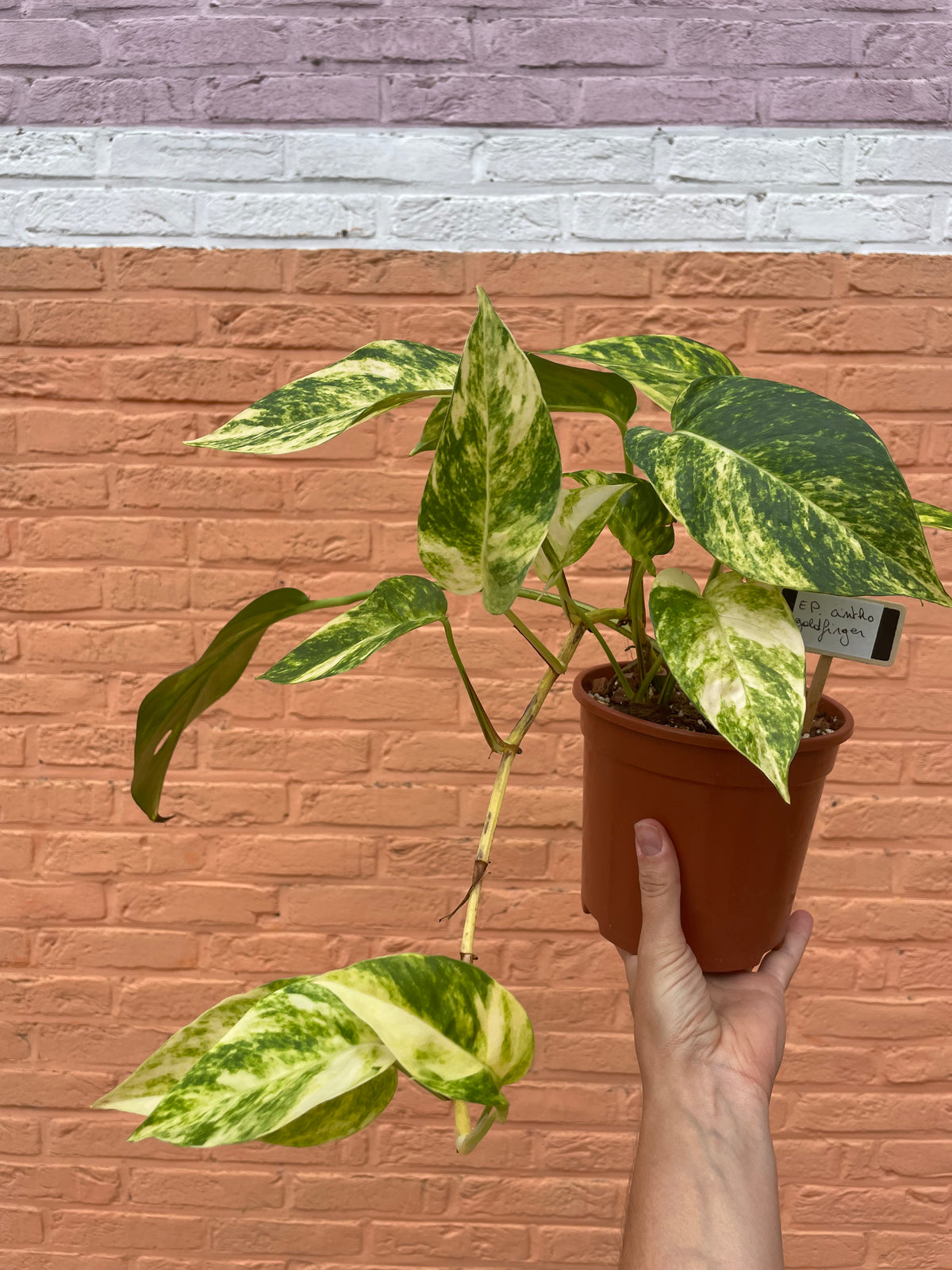 Epipremnum “cintho goldfinger”