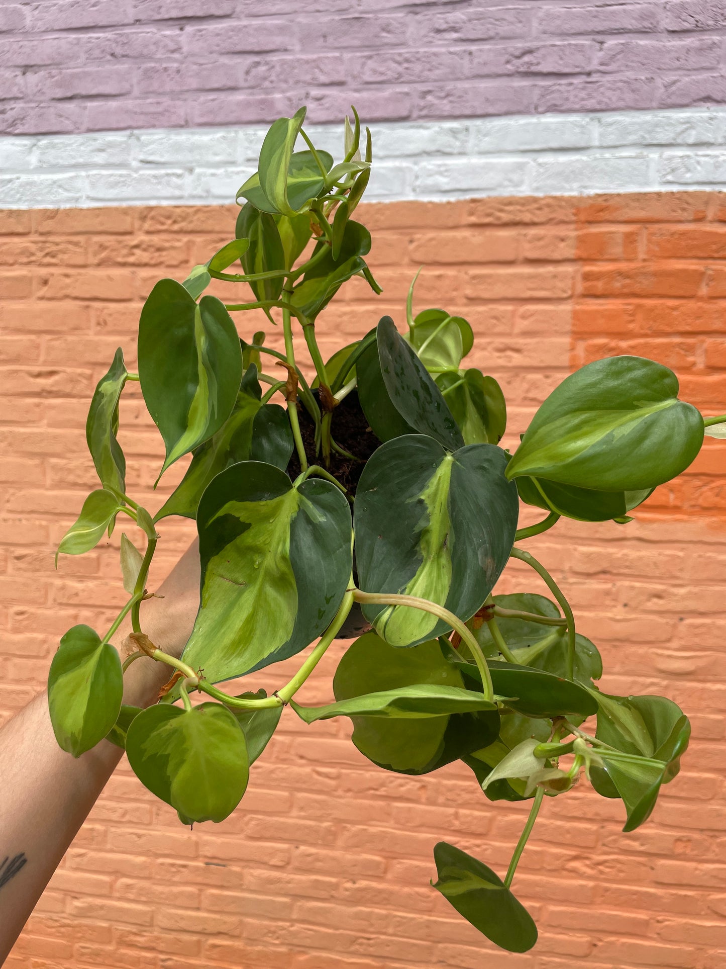 Philodendron brasil