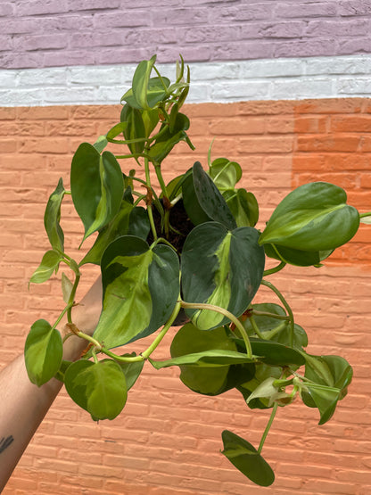 Philodendron brasil