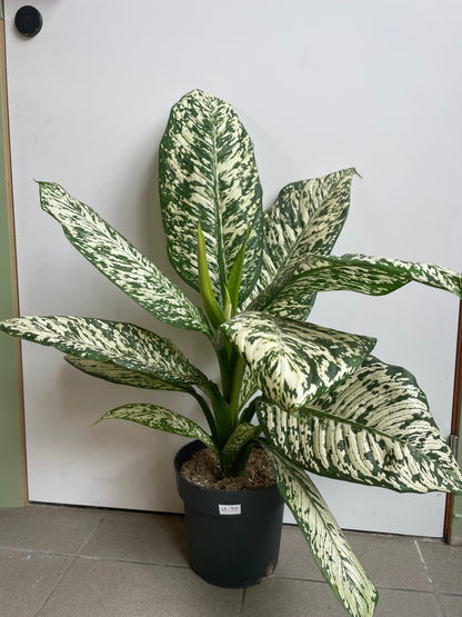 Dieffenbachia “white edna”