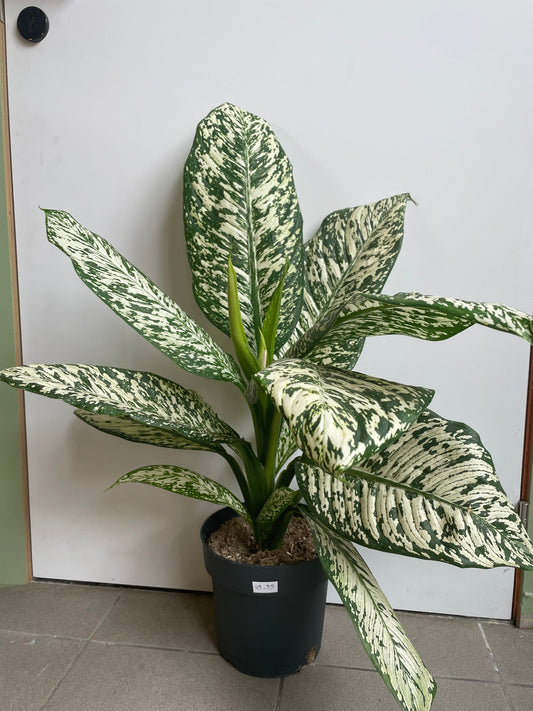 Dieffenbachia “white edna”