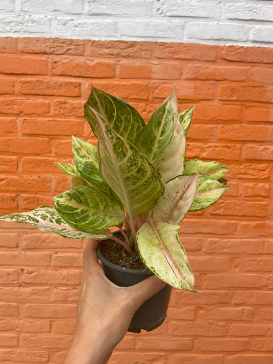 Aglaonema “chartreuse pretty”