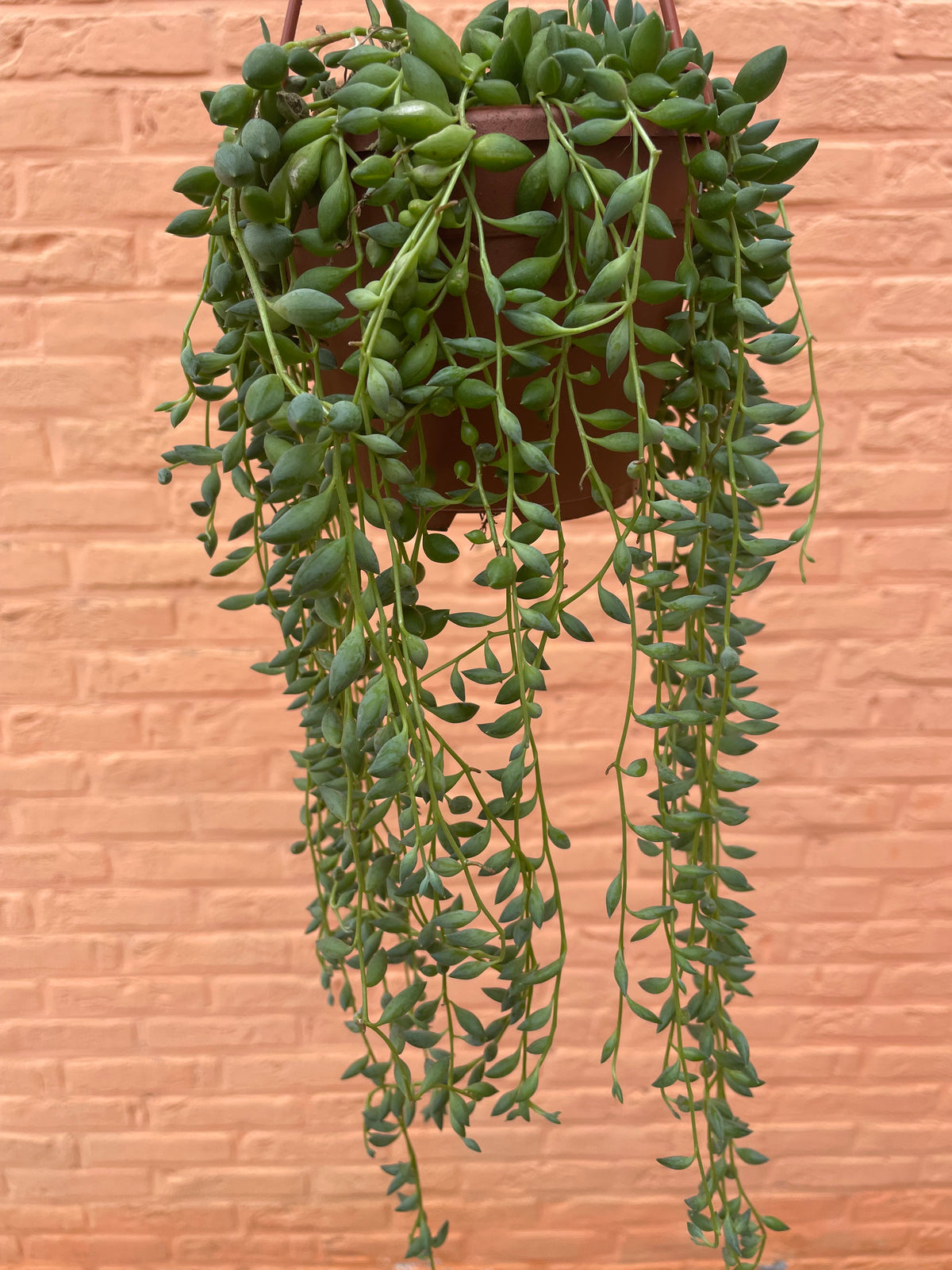 Senecio “herreianus” (string of tears)
