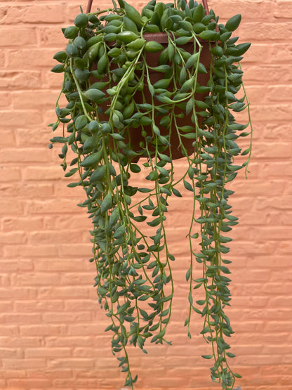 Senecio “herreianus” (string of tears)