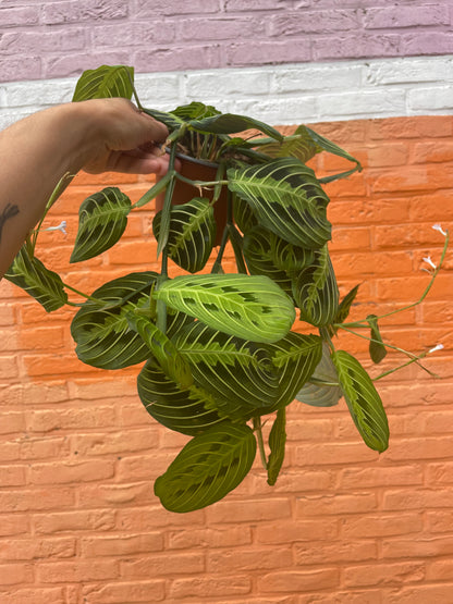 Maranta “lemon lime”