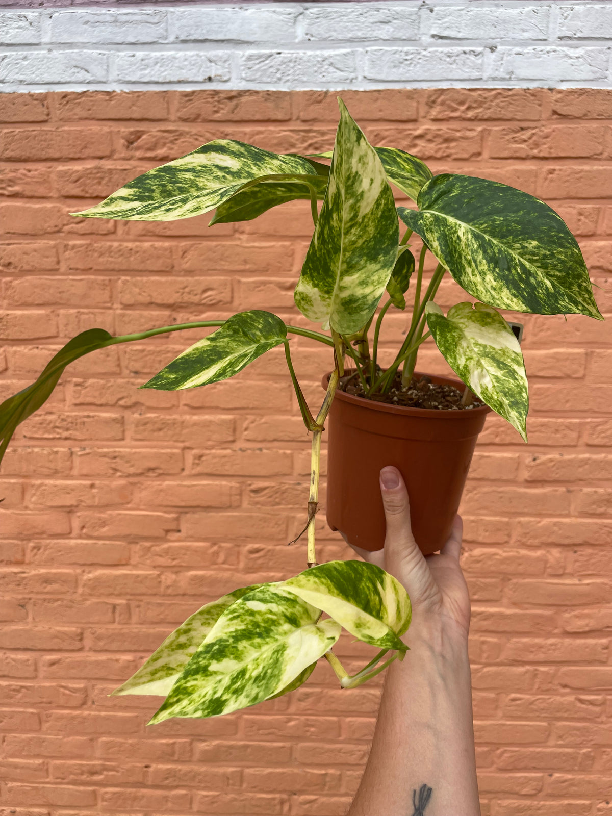 Epipremnum “cintho goldfinger”