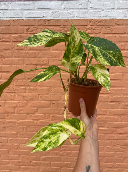 Epipremnum “cintho goldfinger”