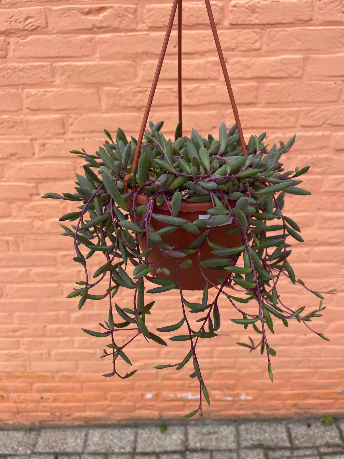 Senecio “purple flush”
