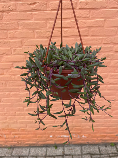 Senecio “purple flush”
