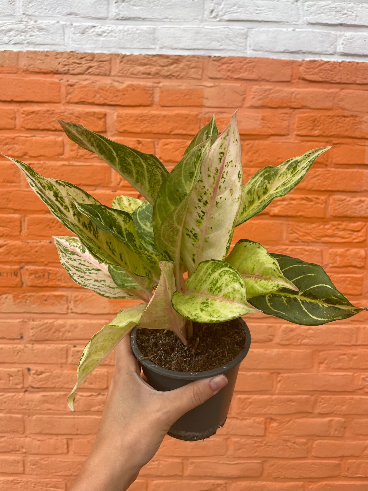 Aglaonema “chartreuse pretty”