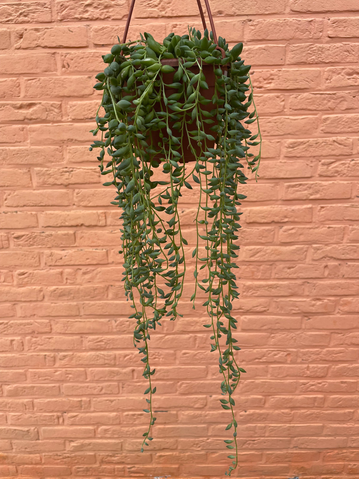 Senecio “herreianus” (string of tears)