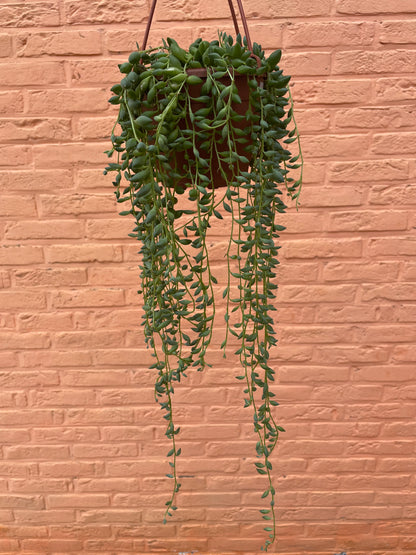 Senecio “herreianus” (string of tears)