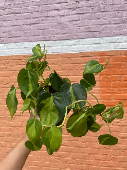 Philodendron brasil