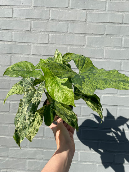 Syngonium mottled mojito