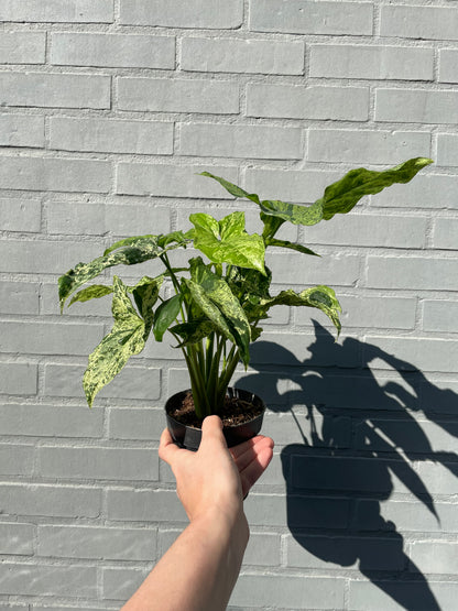 Syngonium mottled mojito