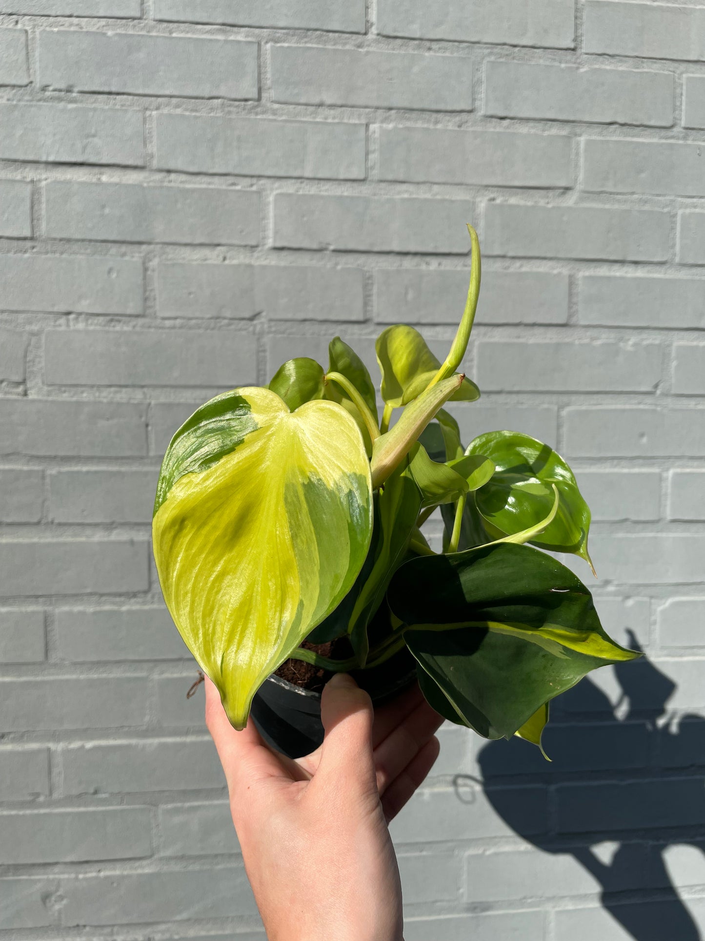 Philodendron brasil