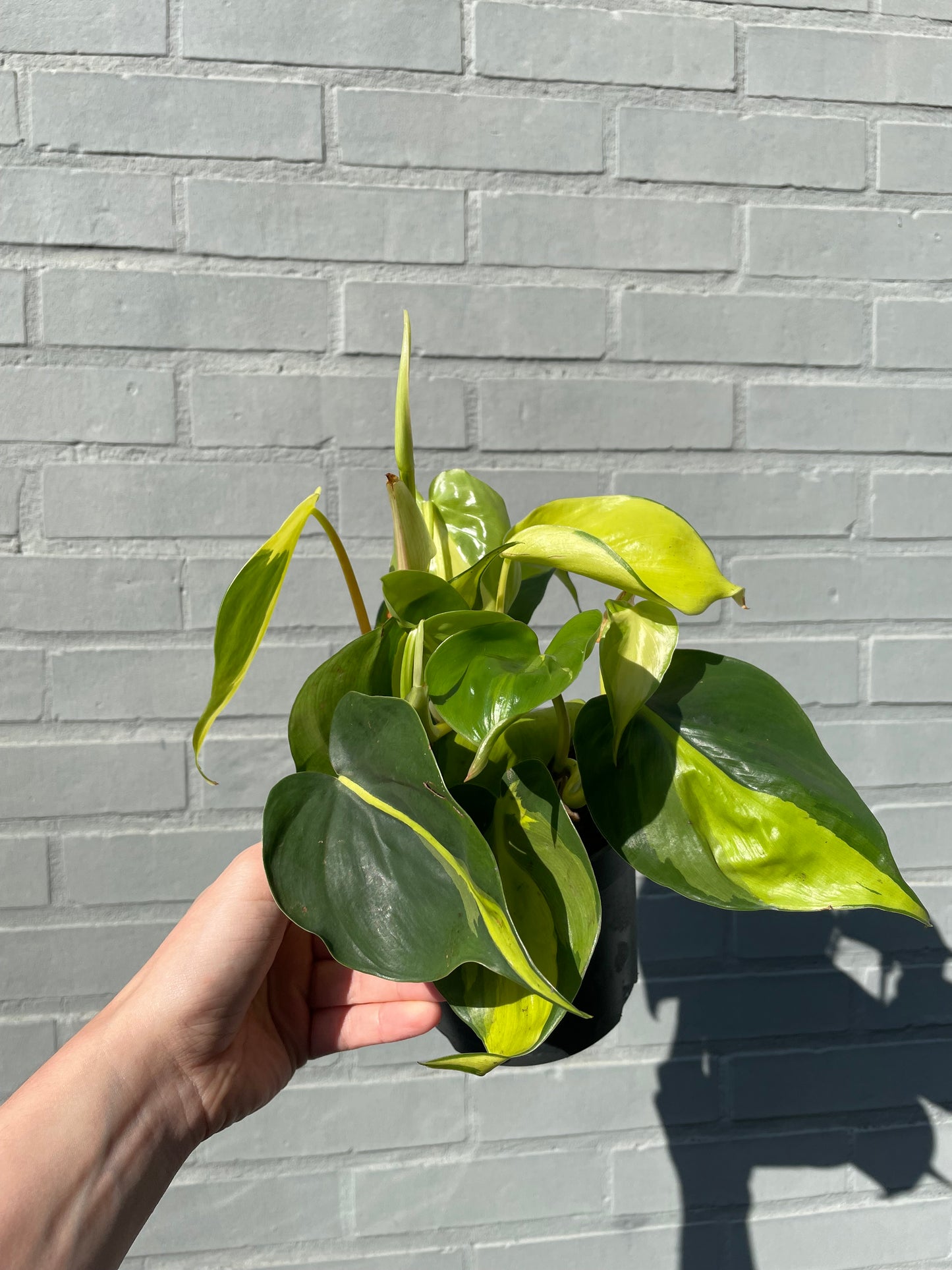 Philodendron brasil
