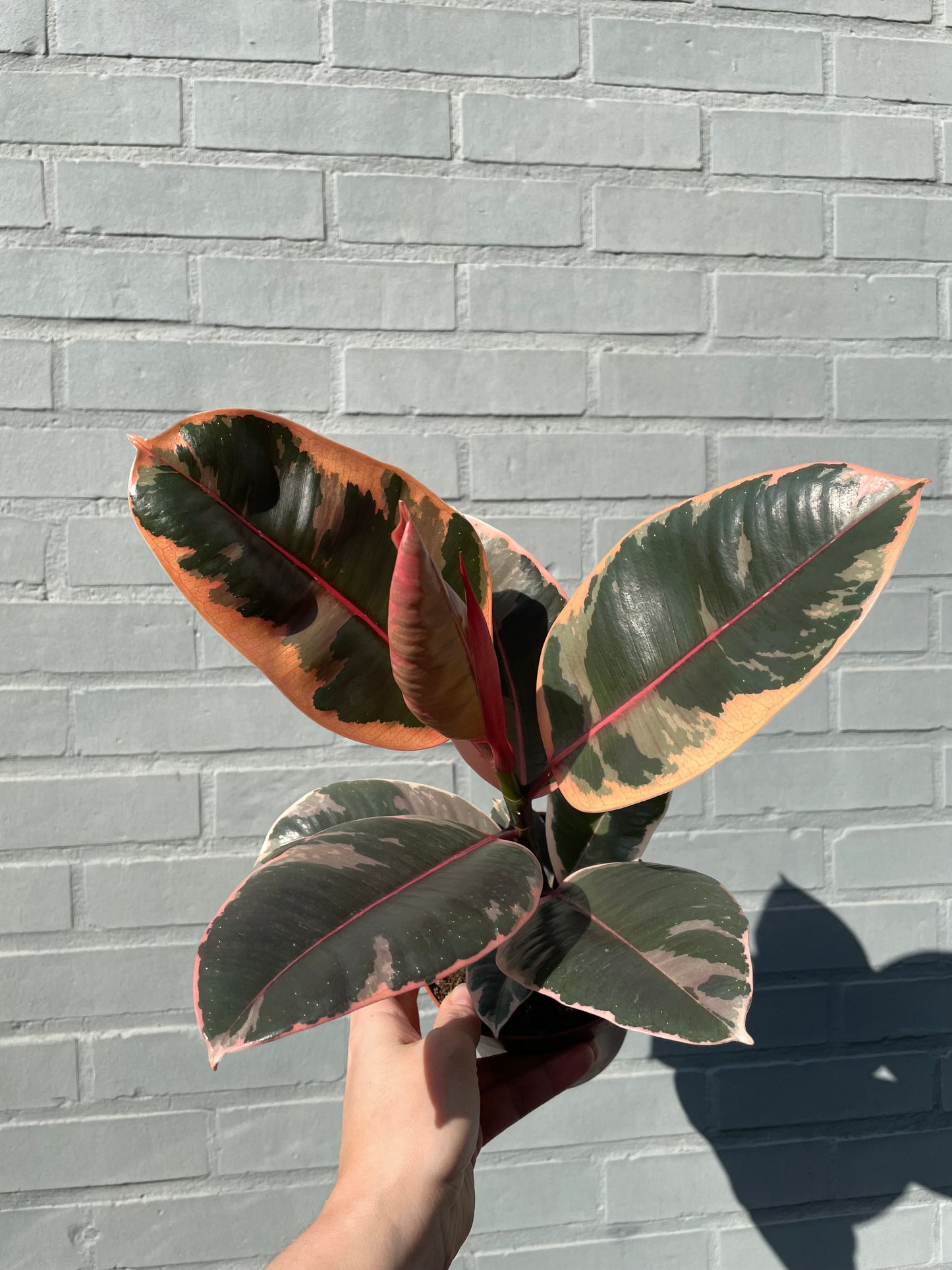 Ficus elastica belize