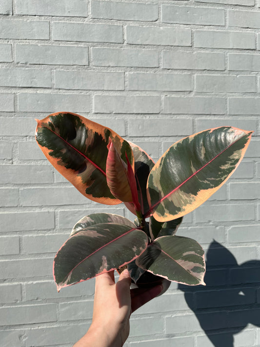 Ficus elastica belize