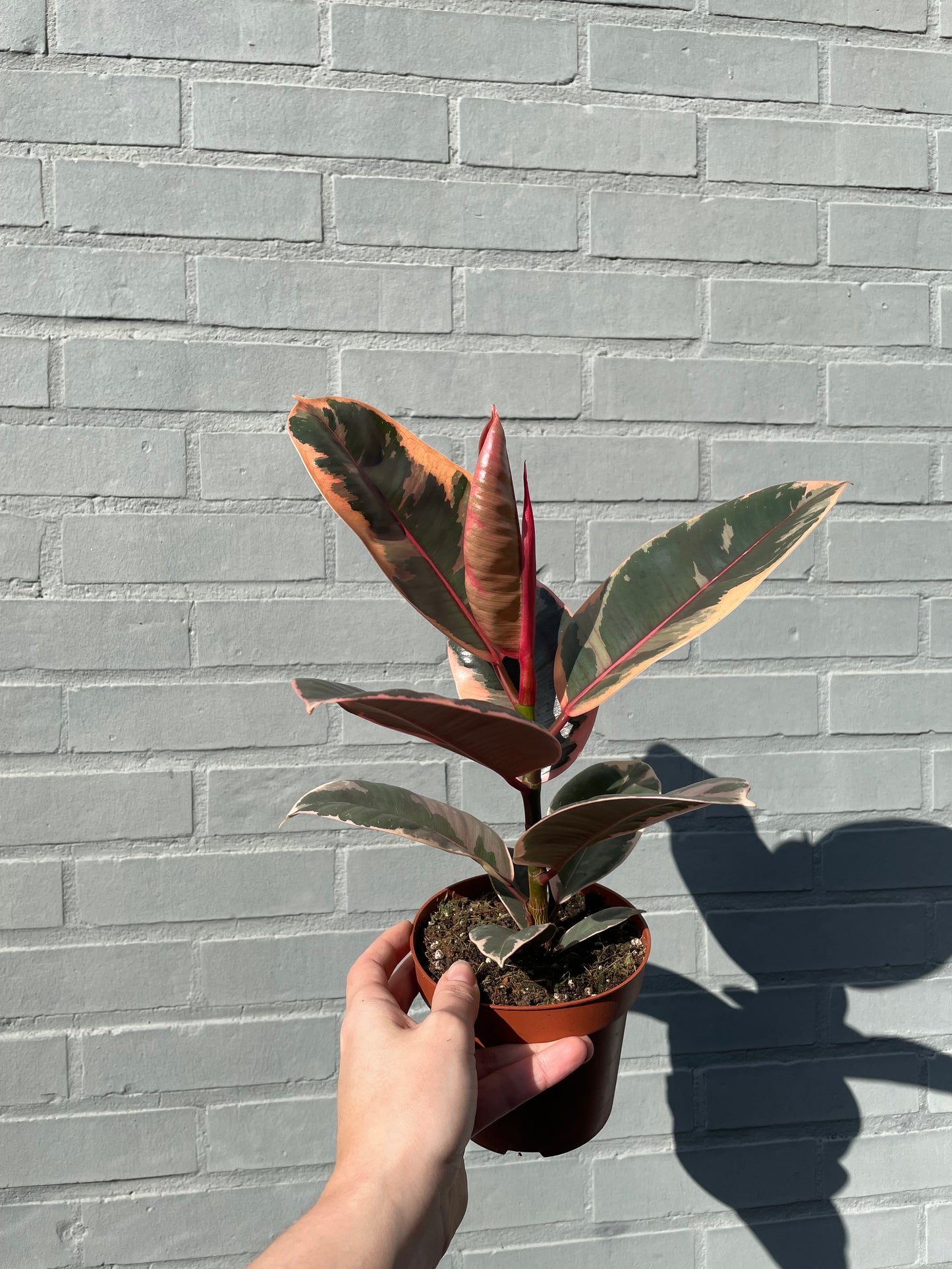 Ficus elastica belize