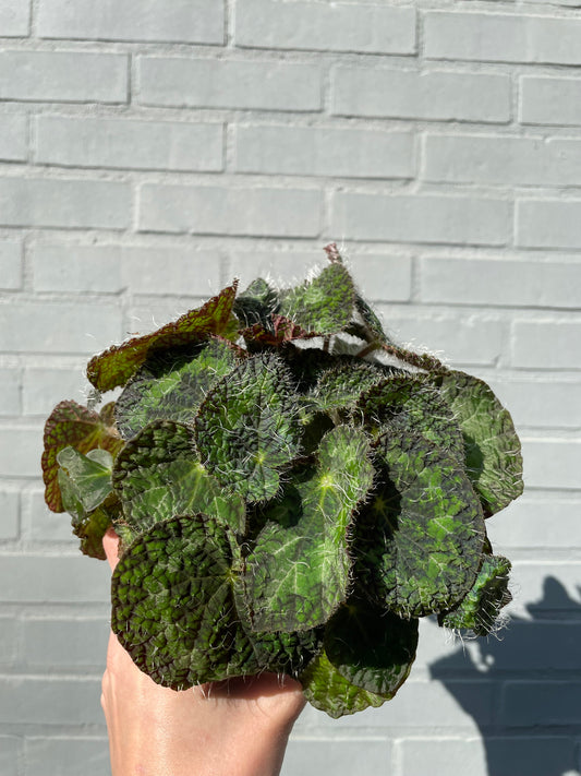 Begonia sizemoreae