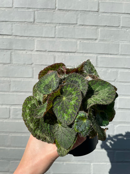 Begonia sizemoreae