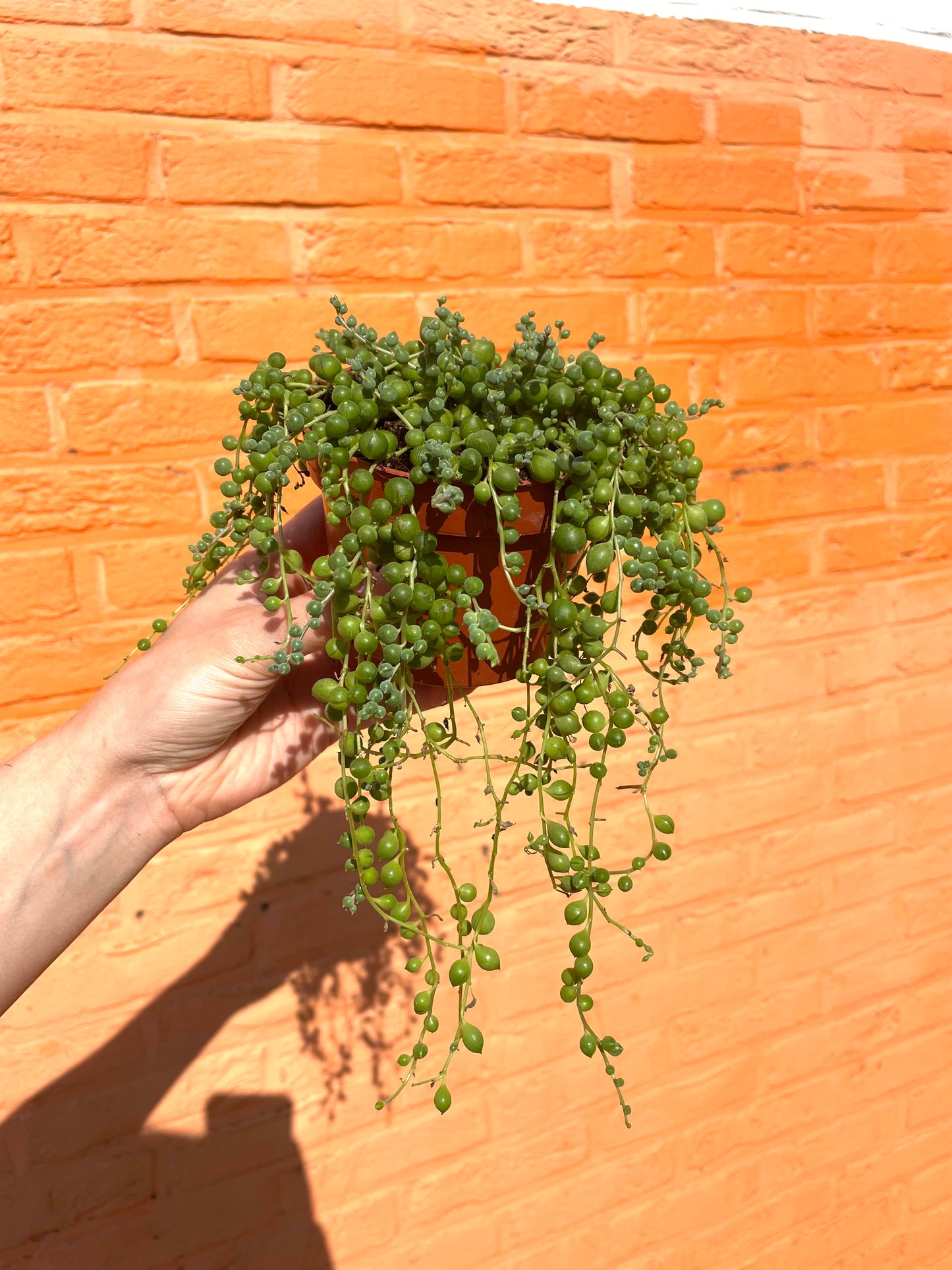 Senecio rowleyanus (erwtenplantje)